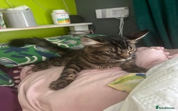 Maine Coon cats for sale: Gorgeous Black & Black Smoke kittens TICA parents - Image 37