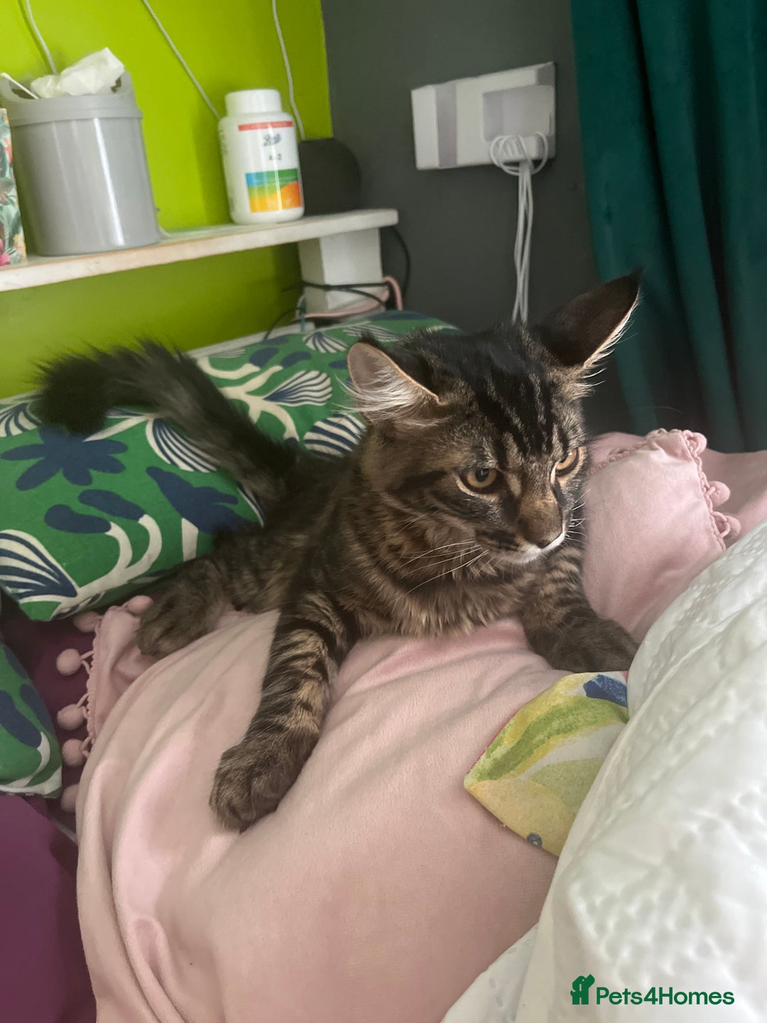 Maine Coon cats for sale: Gorgeous Black & Black Smoke kittens TICA parents - Image 37