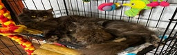Maine Coon cats for sale: XL maine coon kittens Russia bloodlines  - Advert 4