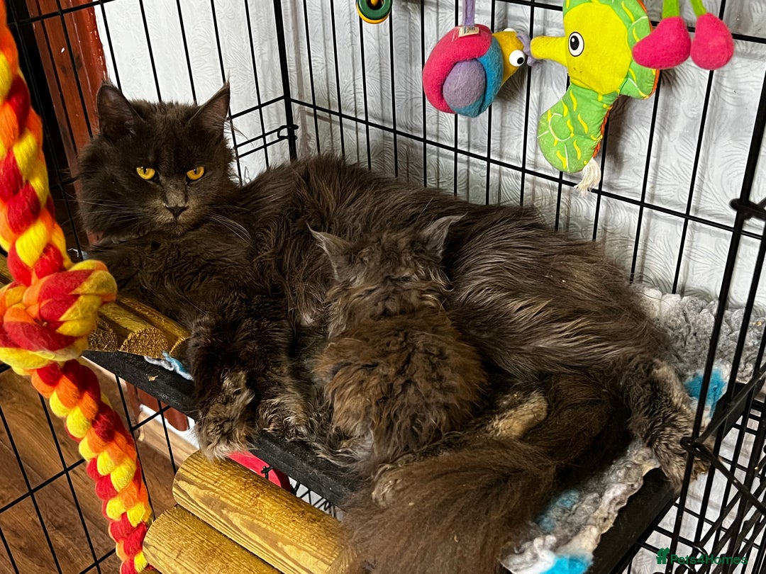 Maine Coon cats for sale: XL maine coon kittens Russia bloodlines  - Advert 4