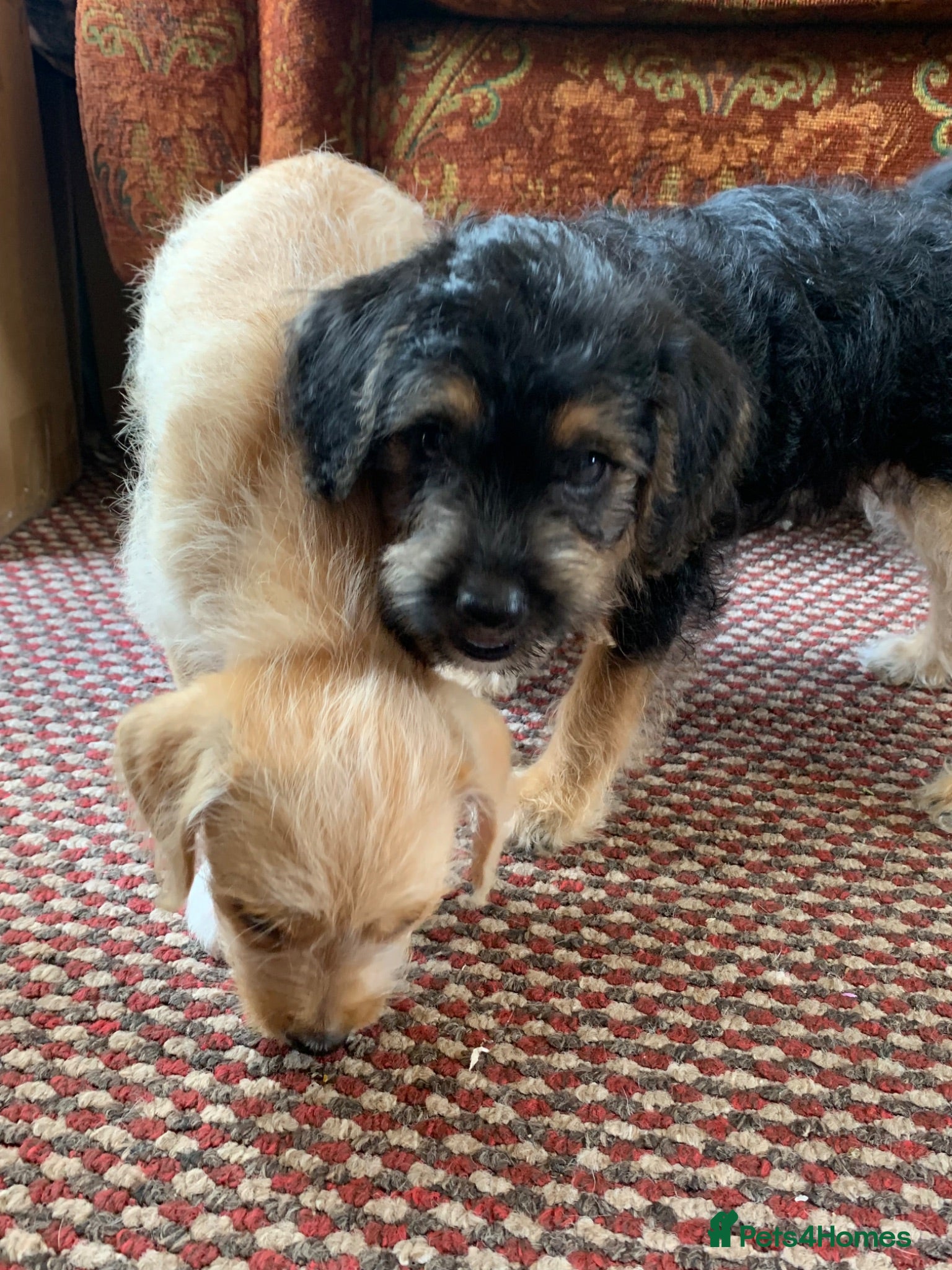 Mixed Breed dogs Jackchi x Toy poodle Puppies - Advert 3