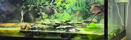 Turtle reptiles for sale: Painted turtles for sale - Advert 11