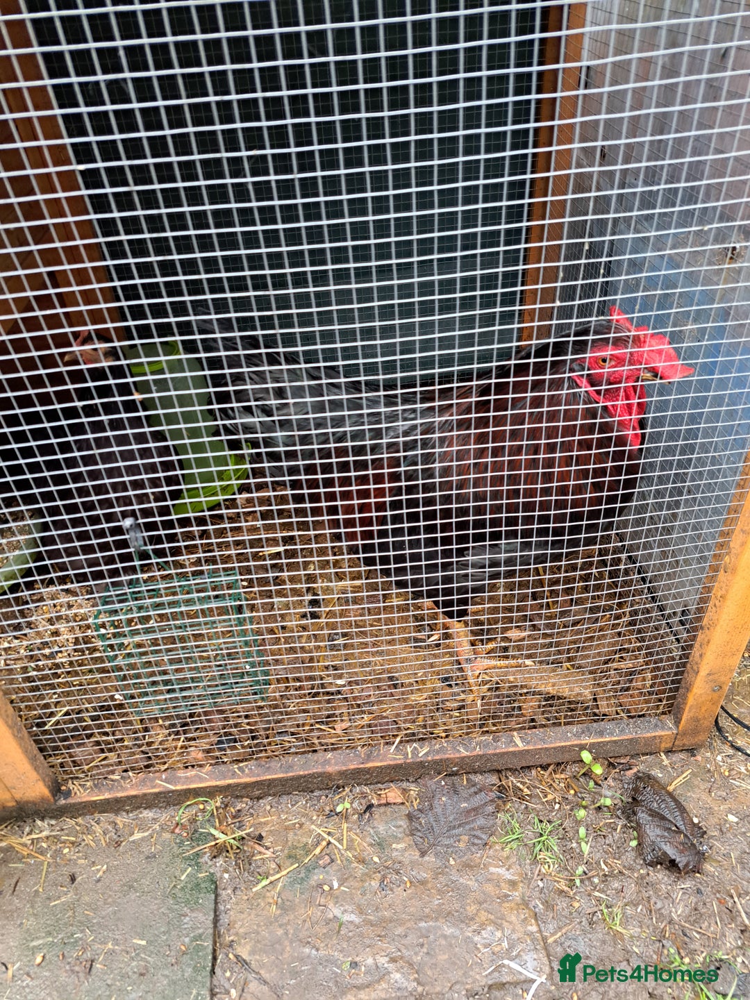 Chickens poultry for sale: Two Cockerel for Sale  - Advert 2