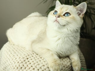 British Shorthair cats in Bedford - Advert 15