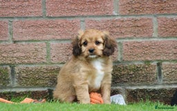 Cavapoo dogs for sale: F1 Cavapoo puppies for sale - Image 7
