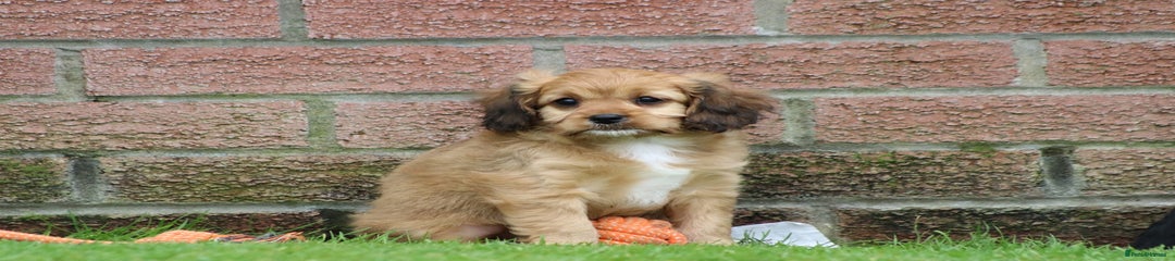 Cavapoo Puppy 6