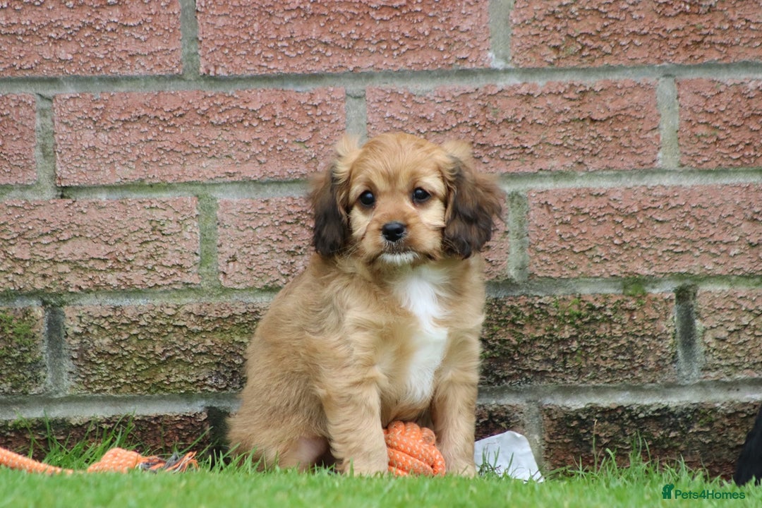 Cavapoo dogs for sale: F1 Cavapoo puppies for sale - Image 7
