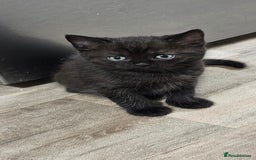 British Shorthair cats for sale: Chocolate British shorthairs - Image 3