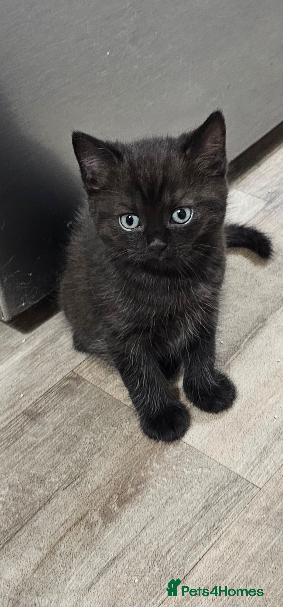 British Shorthair cats for sale: Chocolate British shorthairs - Image 3