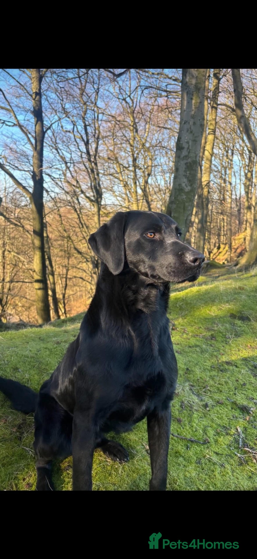 Labrador Retriever dogs Health tested Black Labradors top trialing lines  - Advert 7