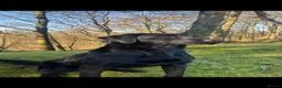 Labrador Retriever dogs for sale: Ready now health tested Labrador pups 1 left  - Advert 1