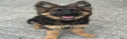 German Shepherd dogs for sale: Pure show line German Shepherd  - Advert 12