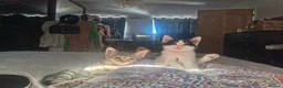 Mixed Breed cats for sale: Mixed litter of kittens  in Wigan - Advert 3