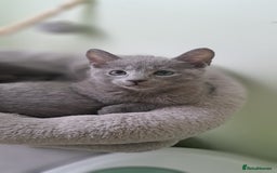 Russian Blue cats for sale: TICA 5* Pedigree Russian Blue Kittens - Image 16
