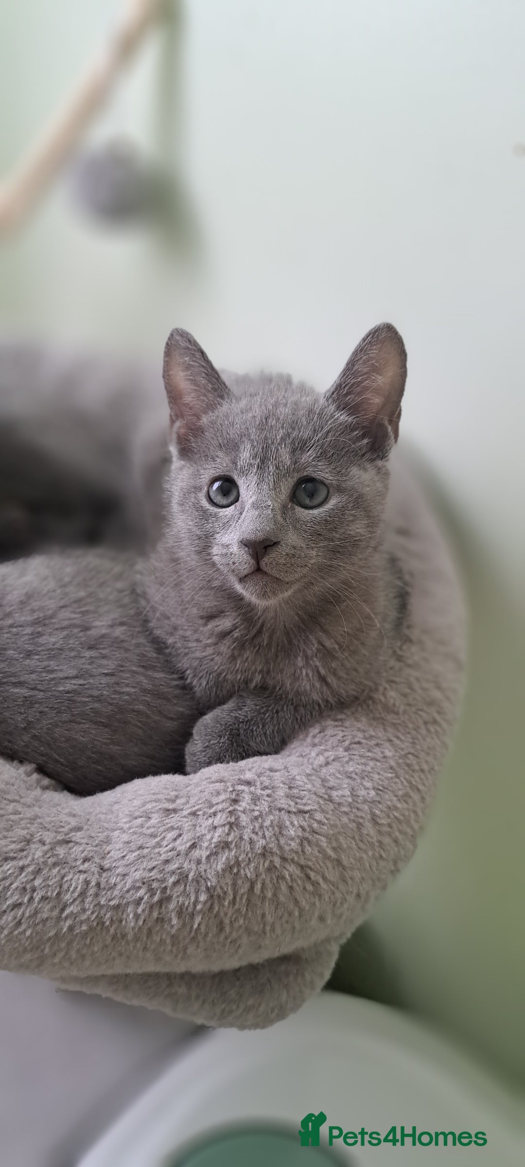 Russian Blue cats for sale: TICA 5* Pedigree Russian Blue Kittens - Image 16