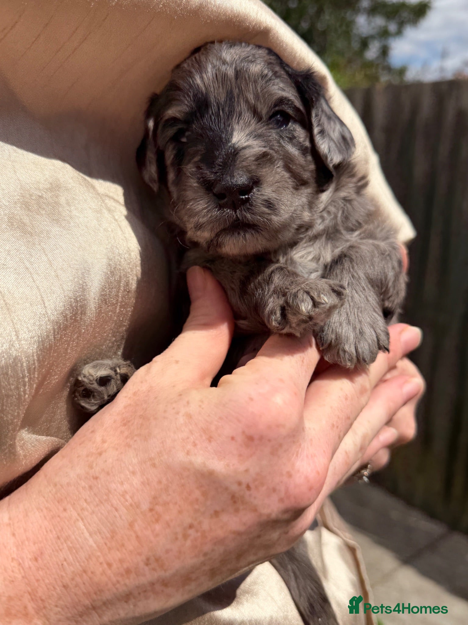 Mini Goldendoodle dogs Beautiful miniature F2b goldendoodles.  - Advert 2