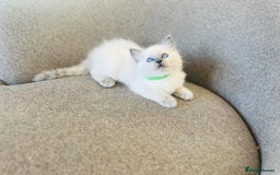Ragdoll cats for sale: Pure Stunning Ragdoll Kittens - Image 4