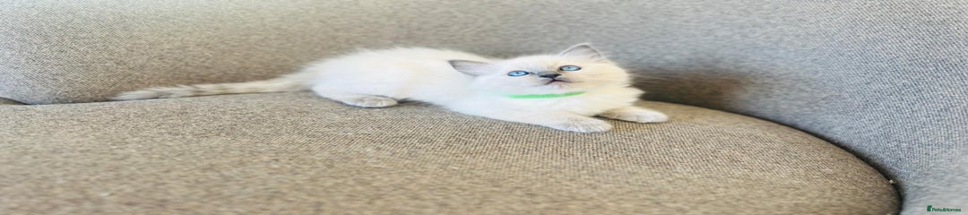 Ragdoll Kitten 5