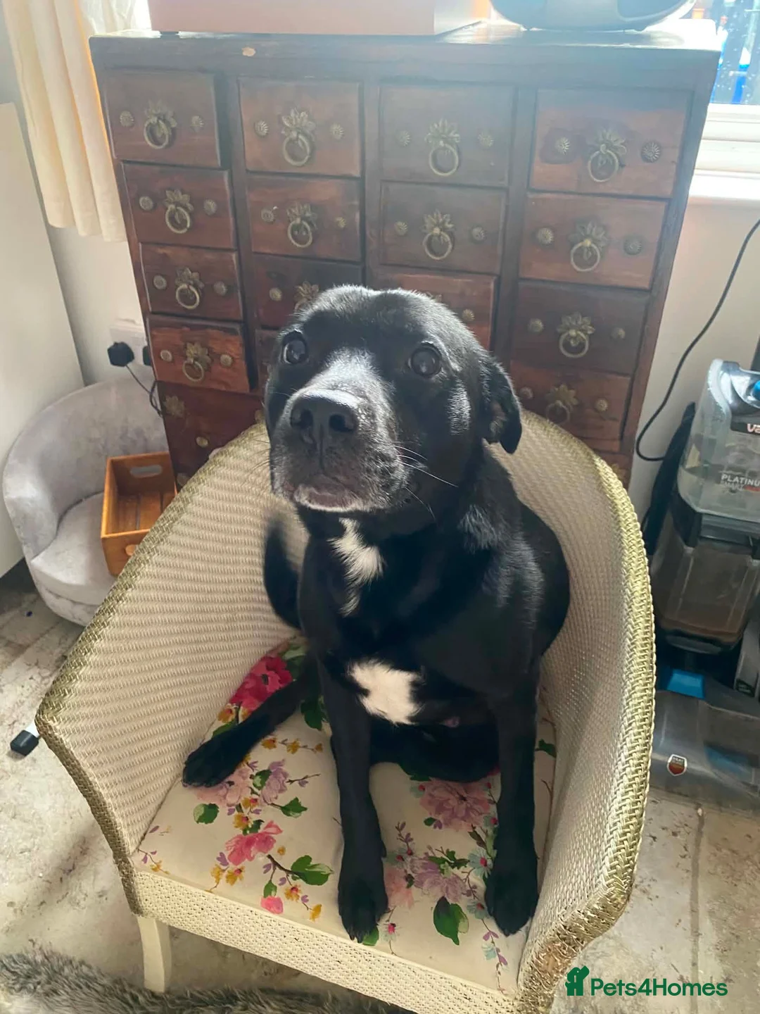Mixed Breed dogs for sale: 5yr old Staff x Labrador  - Advert 2
