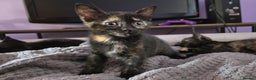 Mixed Breed cats for sale: 3 gorgeous kittens for sale - Advert 7