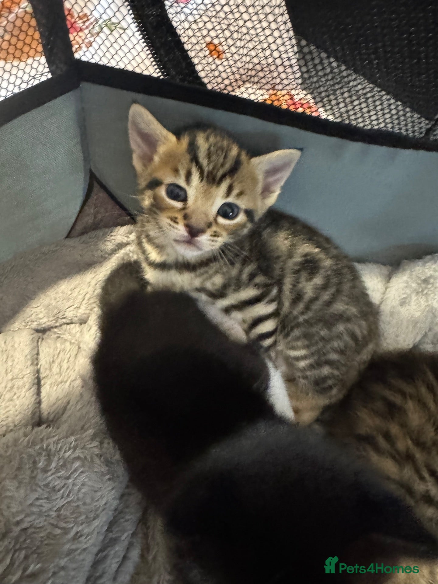 Mixed Breed cats Bengal X tabby -  Kittens 4 available  - Advert 9