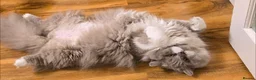 British Longhair cats for sale: 💫 GCCF reg British Longhair 10 months old 💫  - Advert 3