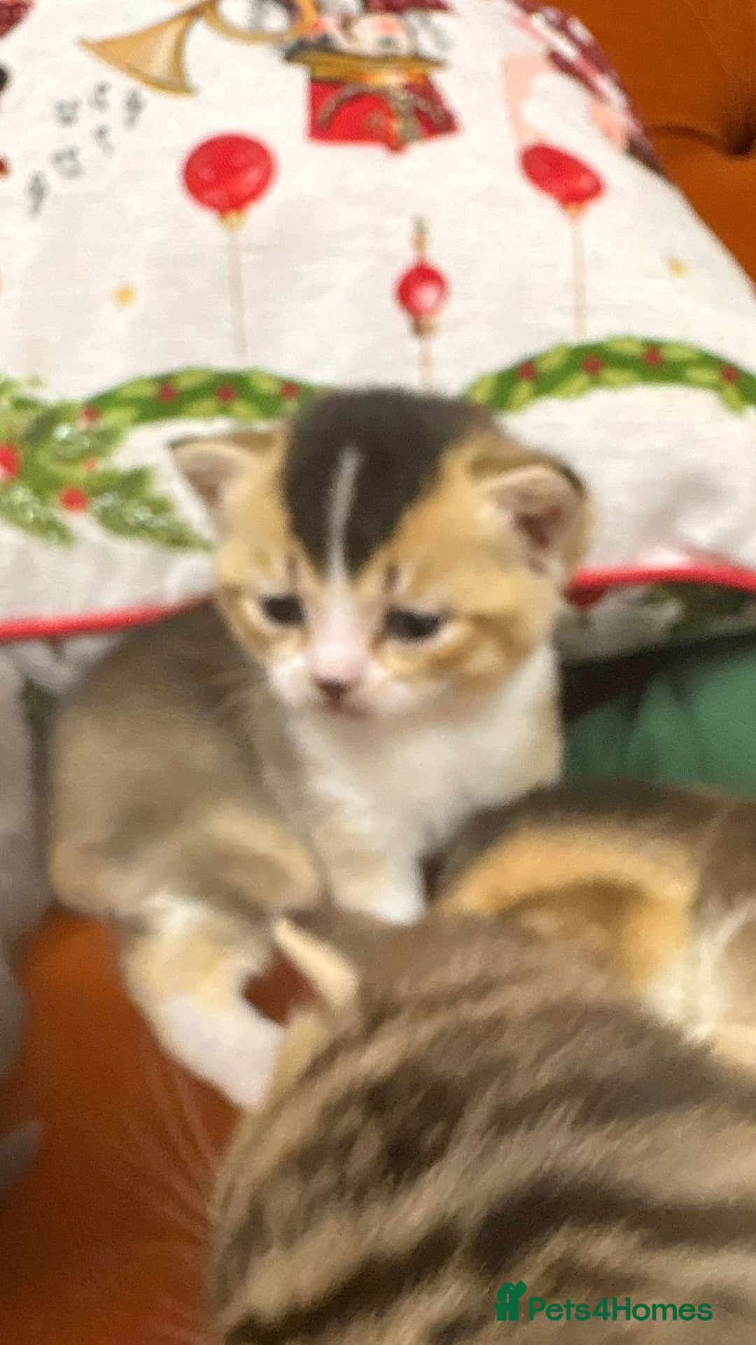 British Shorthair cats for sale: British shorthairs and Scottish straights - Advert 28