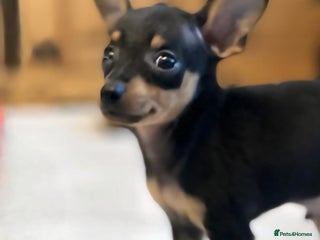 Miniature Pinscher dogs for sale - Advert 1
