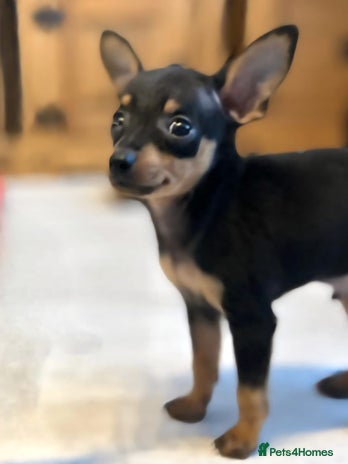 Miniature Pinscher dogs - Advert 4