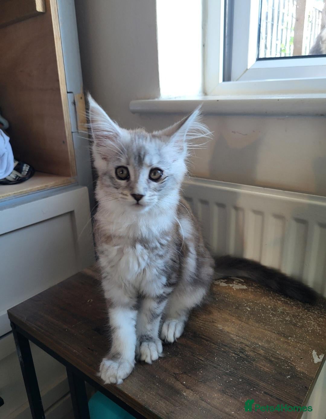 Maine Coon cats Reduced!! 1 Girl Left, Been Let Down. - Advert 18