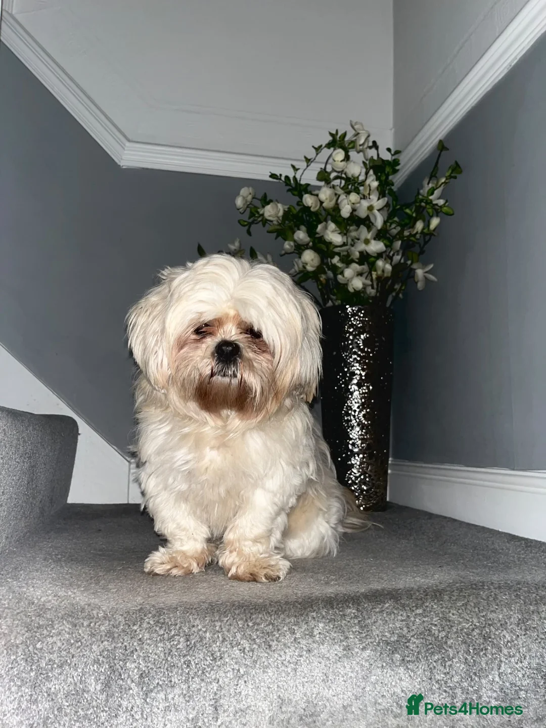 Shih Tzu dogs for sale: 3 beautiful Shih Tzu puppies  - Advert 5