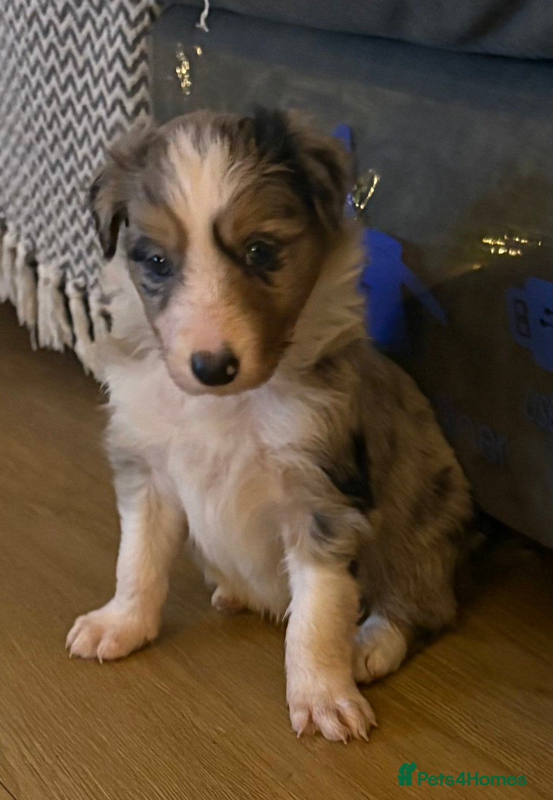 Border Collie dogs for sale: Border collie puppies  - Advert 2