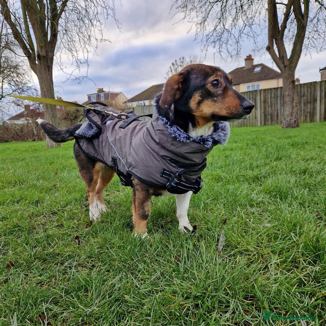 Mixed Breed dogs for adoption: Lessy  - Advert 1