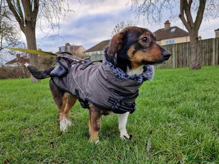 Mixed Breed dogs Lessy - Advert 22