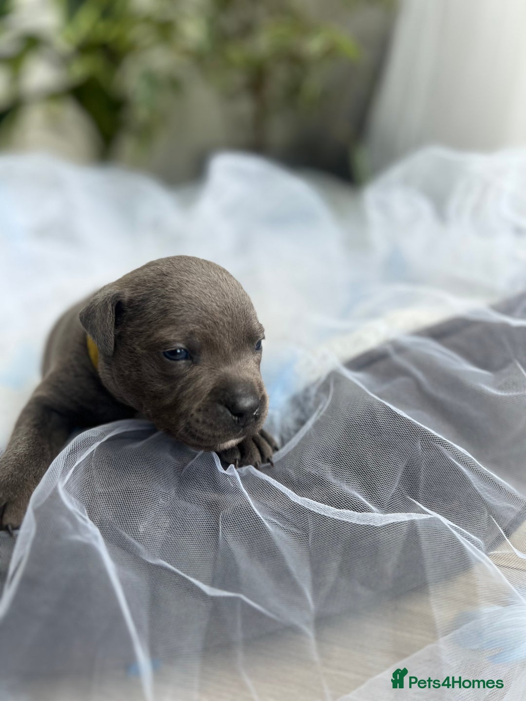 Staffordshire Bull Terrier dogs for sale: 🔷 Pharaon Champion Line Pups 🔷 in Wolverhampton - Image 12