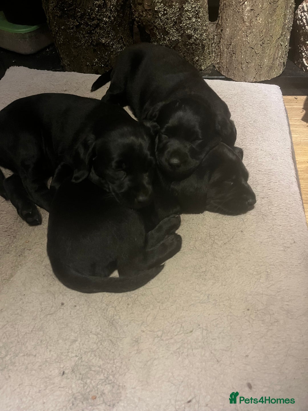 Labrador Retriever dogs for sale: Pedigree Labrador parents have 3 charming pups - Advert 3