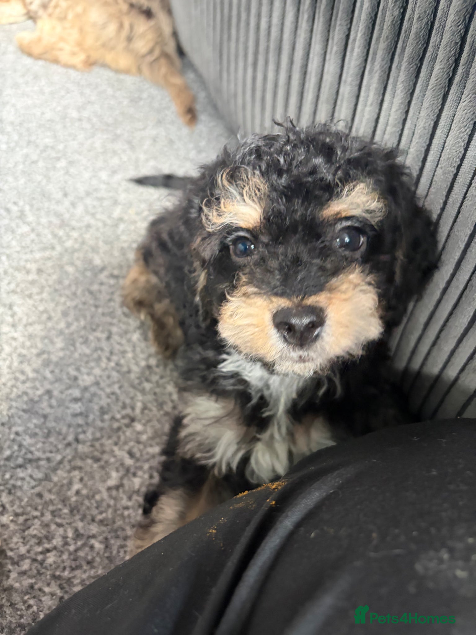 Cockapoo dogs Stunning cockapoos✨ with unique range of colours  - Advert 1