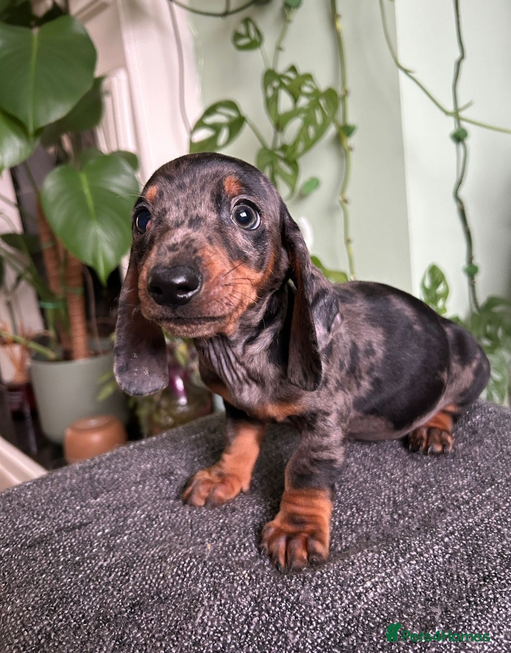 Dachshund dogs Ready now, Pedigree❤️🧡💚🩵 - Advert 14