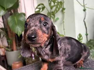 Dachshund dogs Ready now, Pedigree❤️🧡💚🩵 - Advert 7