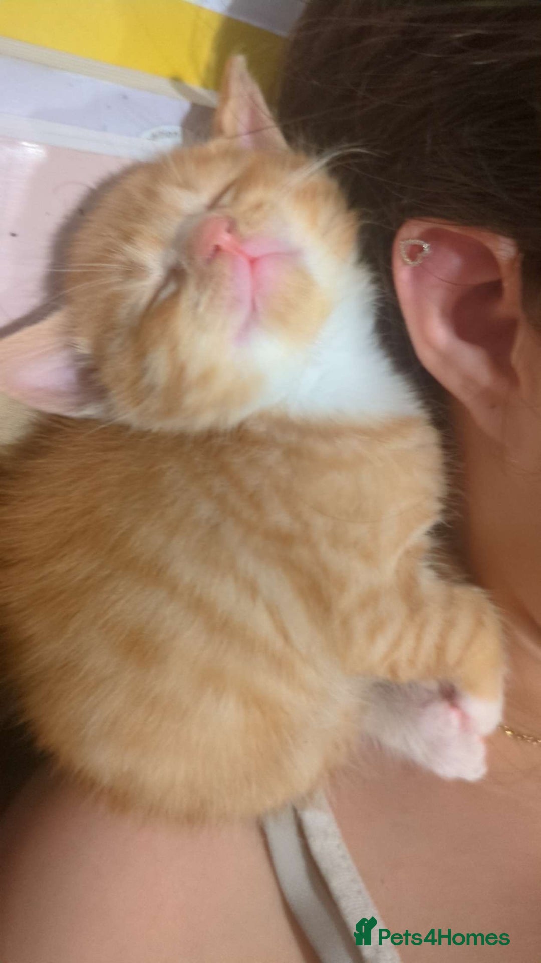 Mixed Breed cats for sale: Orange kitties 💕🍊 - Advert 5