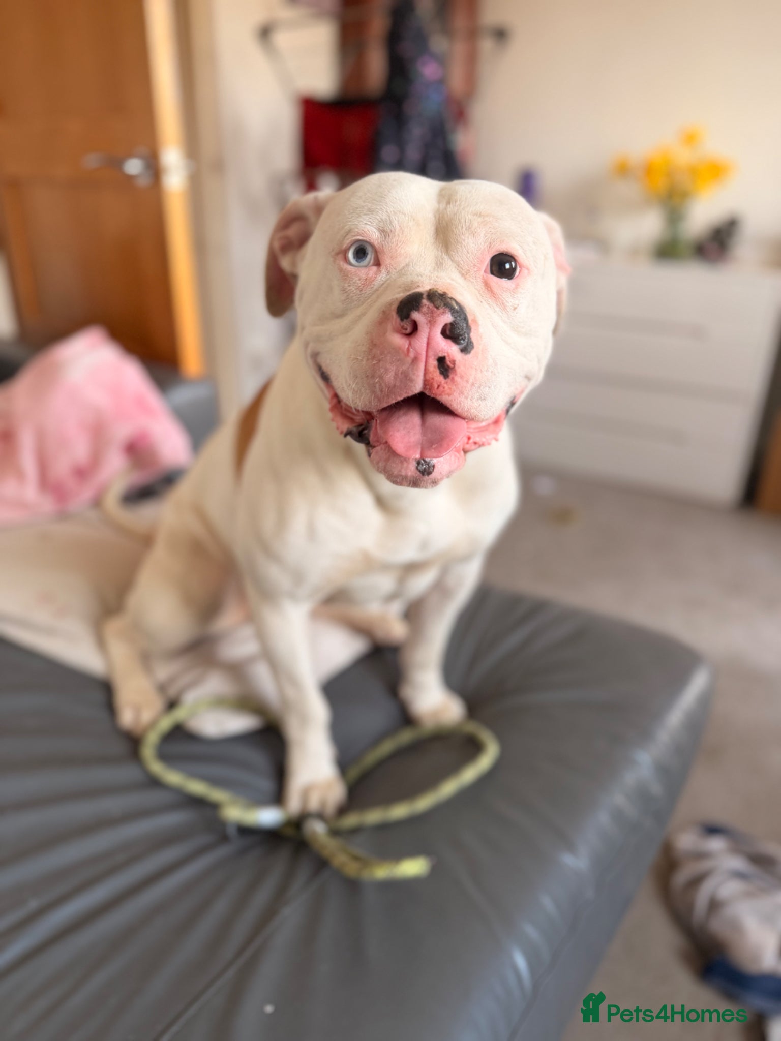 American Bulldog dogs American Bulldog Puppies - Advert 12