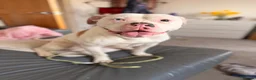 American Bulldog dogs for sale: American Bulldog Puppies in Bellshill - Advert 1