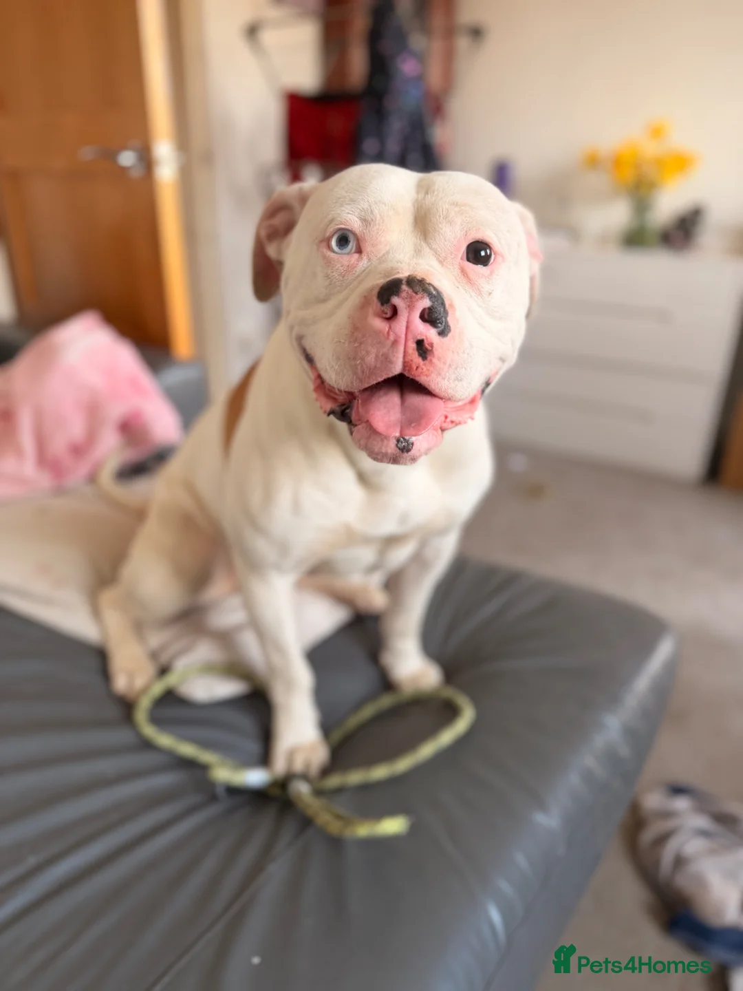 American Bulldog dogs for sale: American Bulldog Puppies in Bellshill - Advert 1
