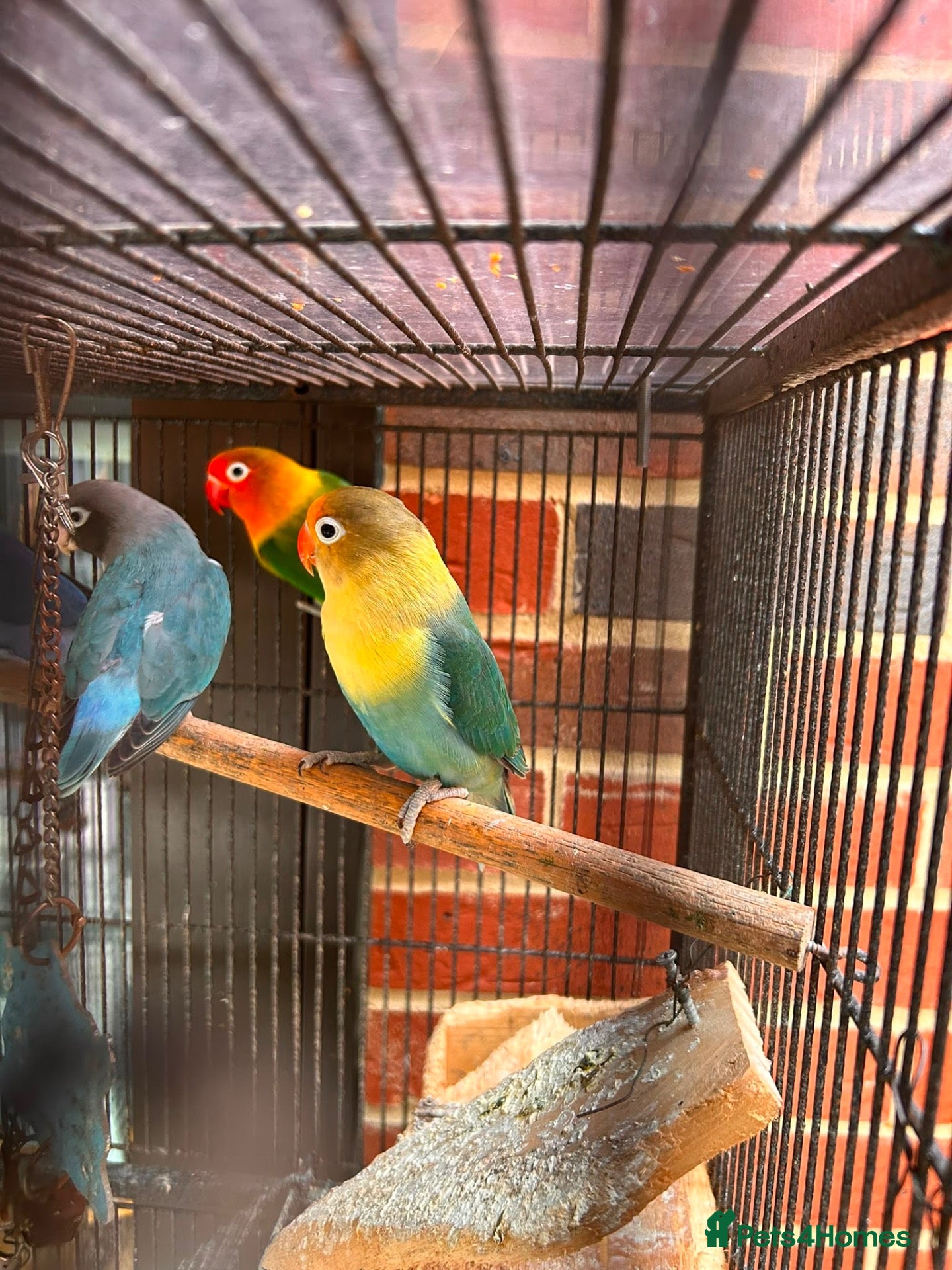 Lovebirds birds One pair of Love birds  - Advert 1