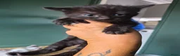 Mixed Breed cats for sale: 4 chunky male kittens  - Advert 4