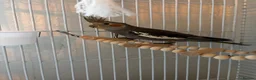 Cockatiels birds for sale: Extremely friendly Cockatiel  in Leeds - Advert 6