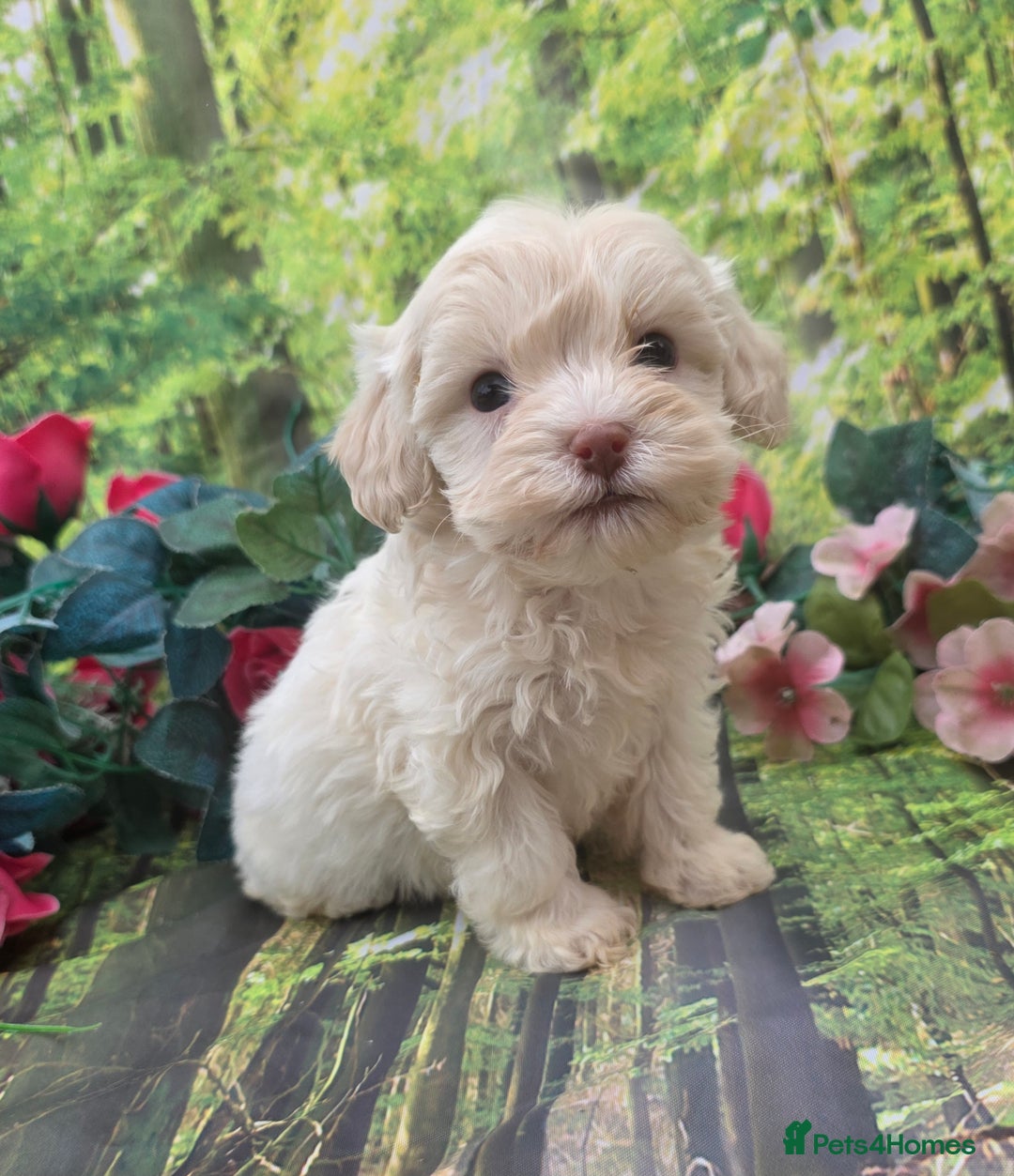 Shihpoo dogs for sale: F1 TOY SHIHPOO puppies, platinum choc champagne - Image 4