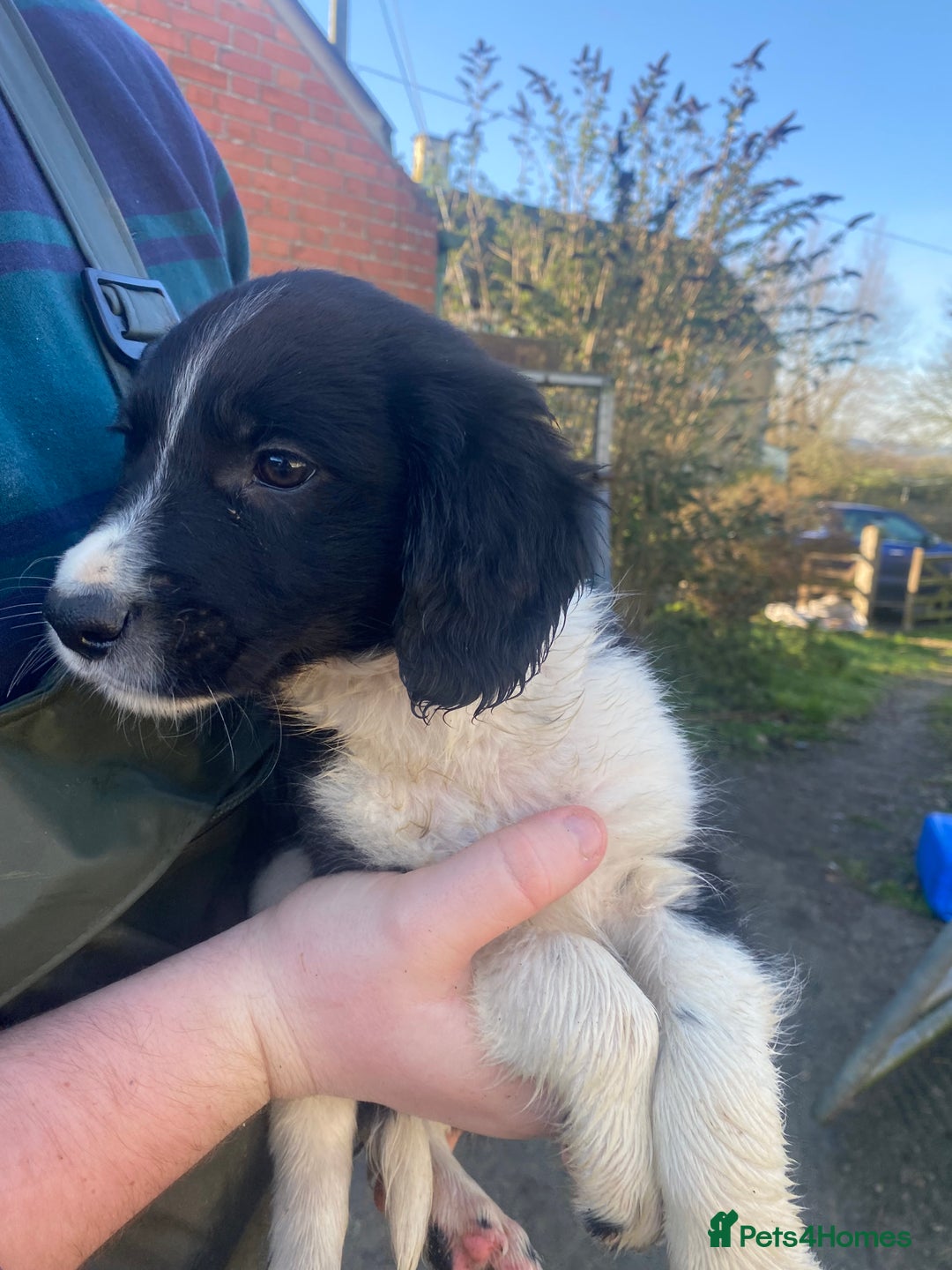 Mixed Breed dogs for sale: Cocker x collie puppies  - Advert 5