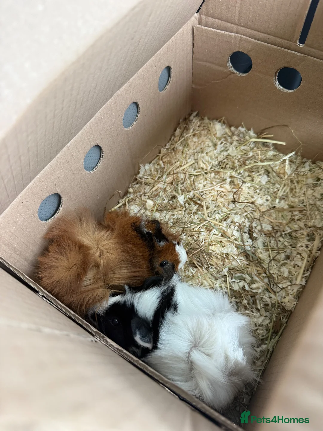 Guinea Pig rodents for sale: Two male brother guinea pigs  - Advert 3