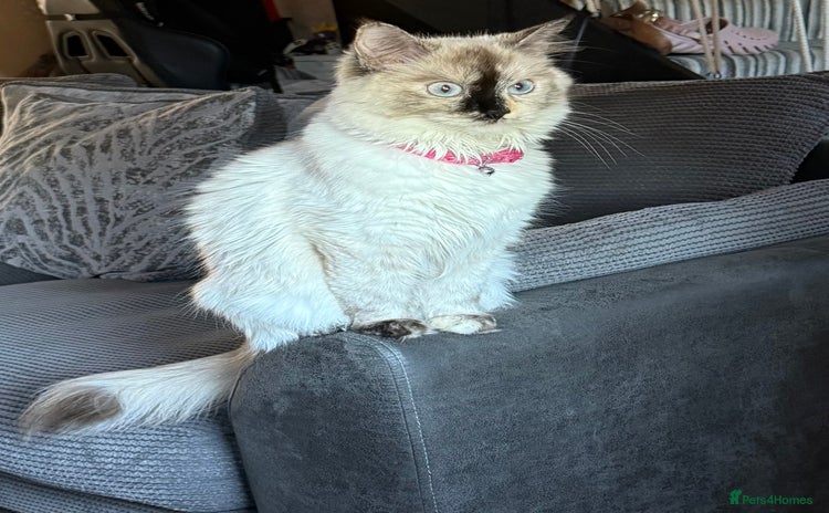 Ragdoll cats - Advert 15